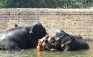 Sri Jayendra Golden Jubilee School V Tour (3)